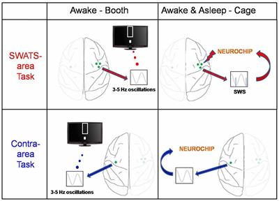 Cycle-Triggered Cortical Stimulation during Slow Wave Sleep Facilitates Learning a BMI Task: A Case Report in a Non-Human Primate